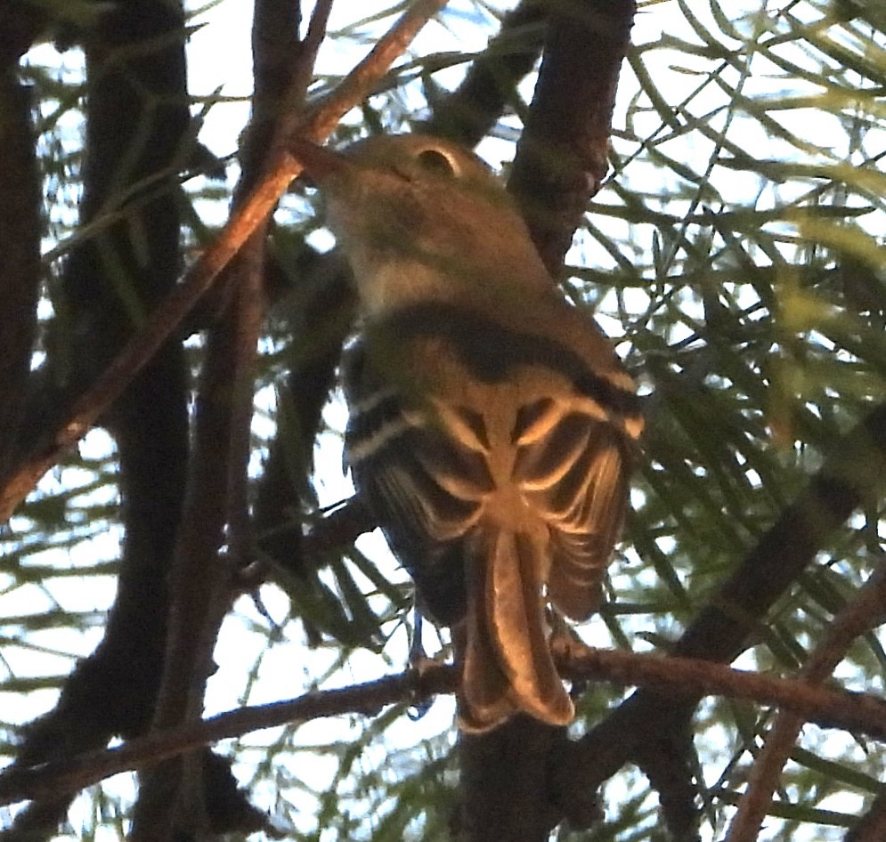 Empidonax sp. - John Amoroso