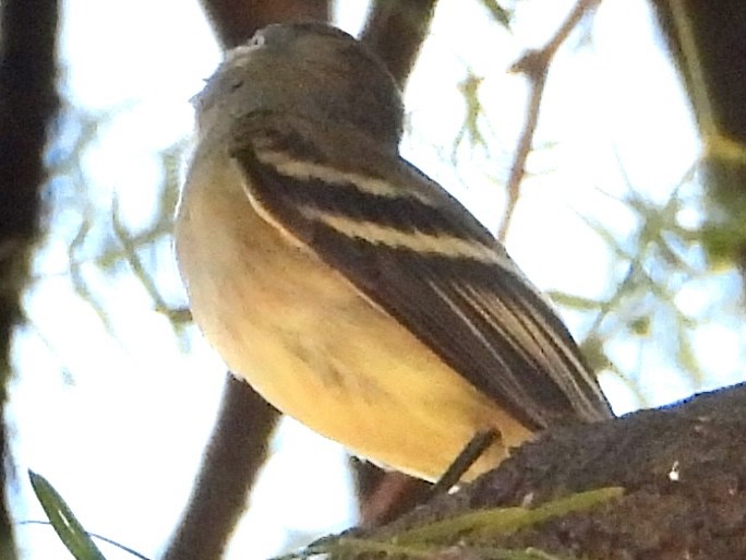 Empidonax sp. - ML624107361