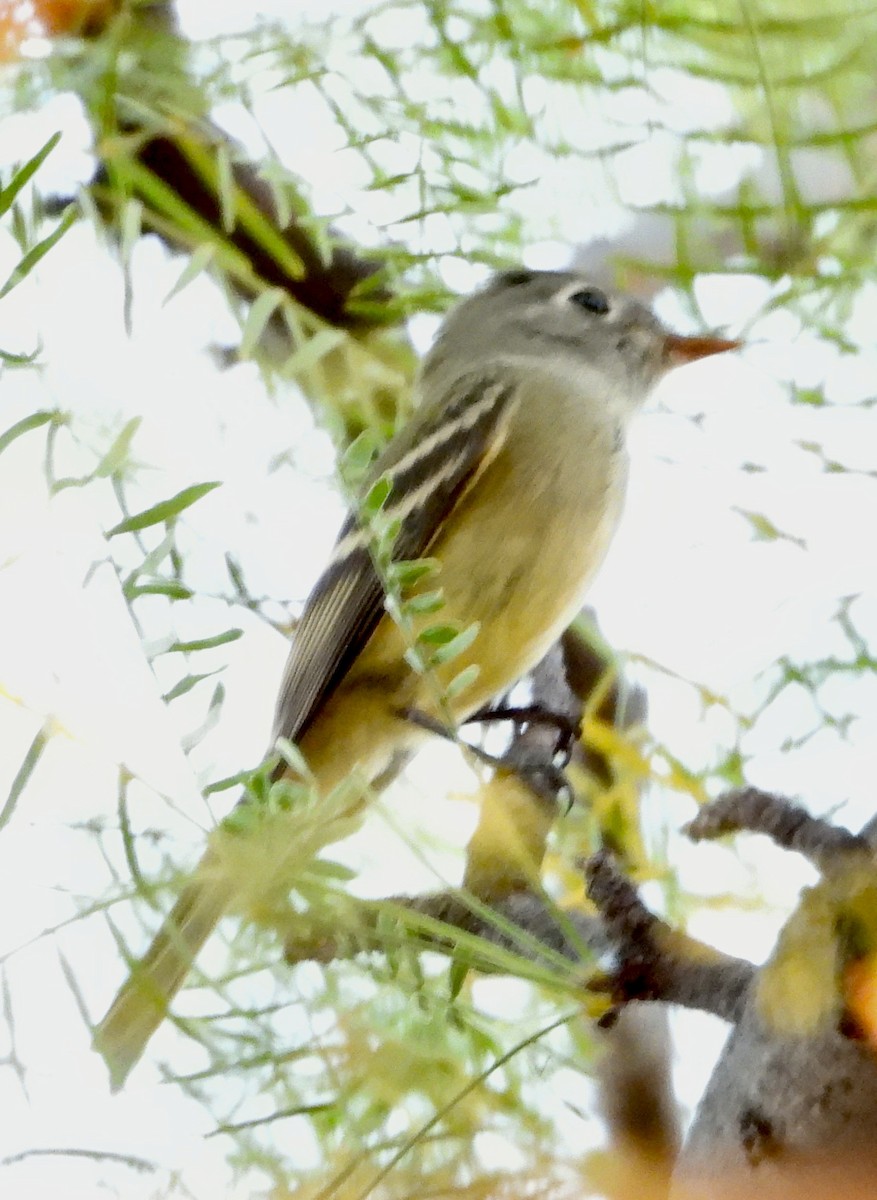 Empidonax sp. - ML624107364