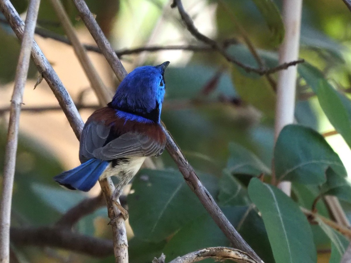 Purple-backed Fairywren (Lavender-flanked) - ML624107365
