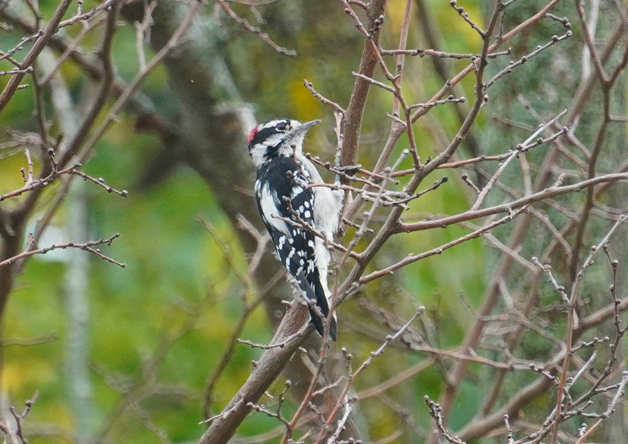 Downy Woodpecker - ML624107385