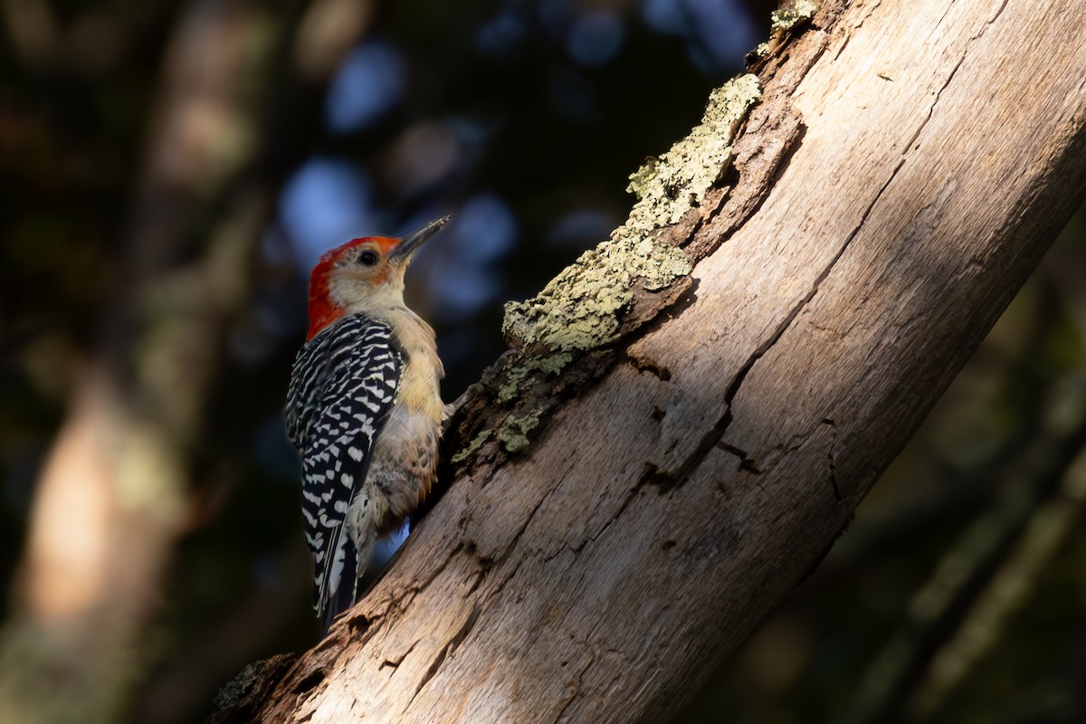 Red-bellied Woodpecker - ML624107410