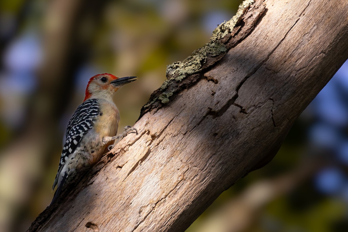 Red-bellied Woodpecker - ML624107411