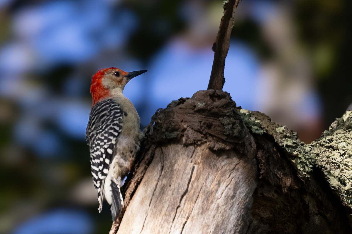 Red-bellied Woodpecker - ML624107412