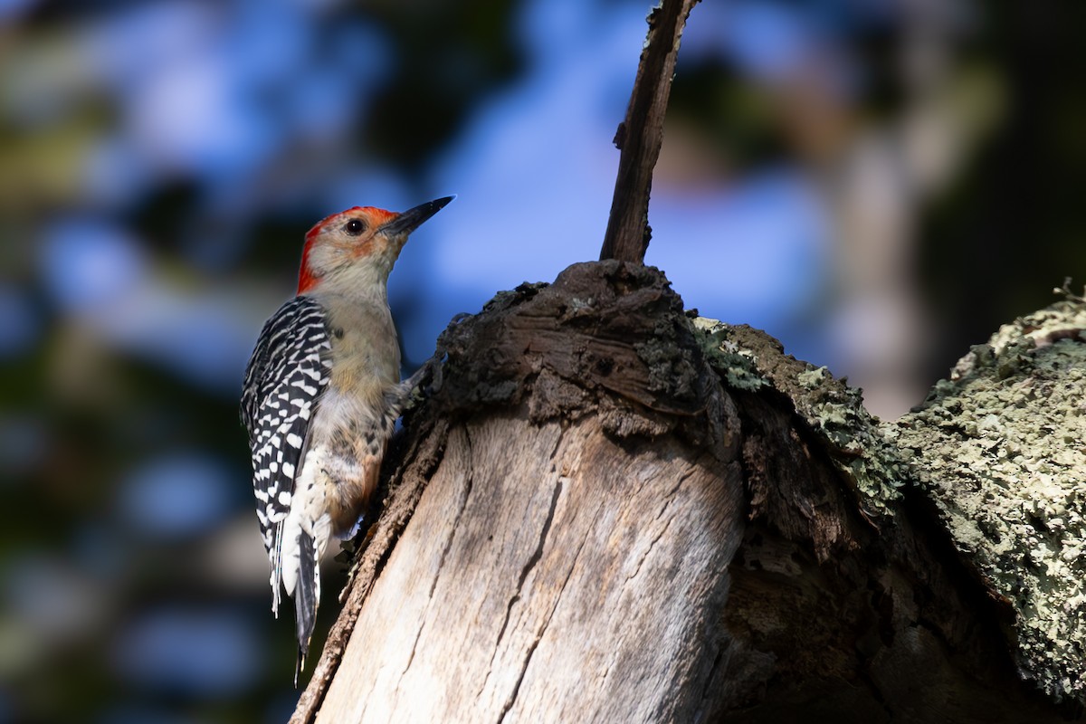 Red-bellied Woodpecker - ML624107413