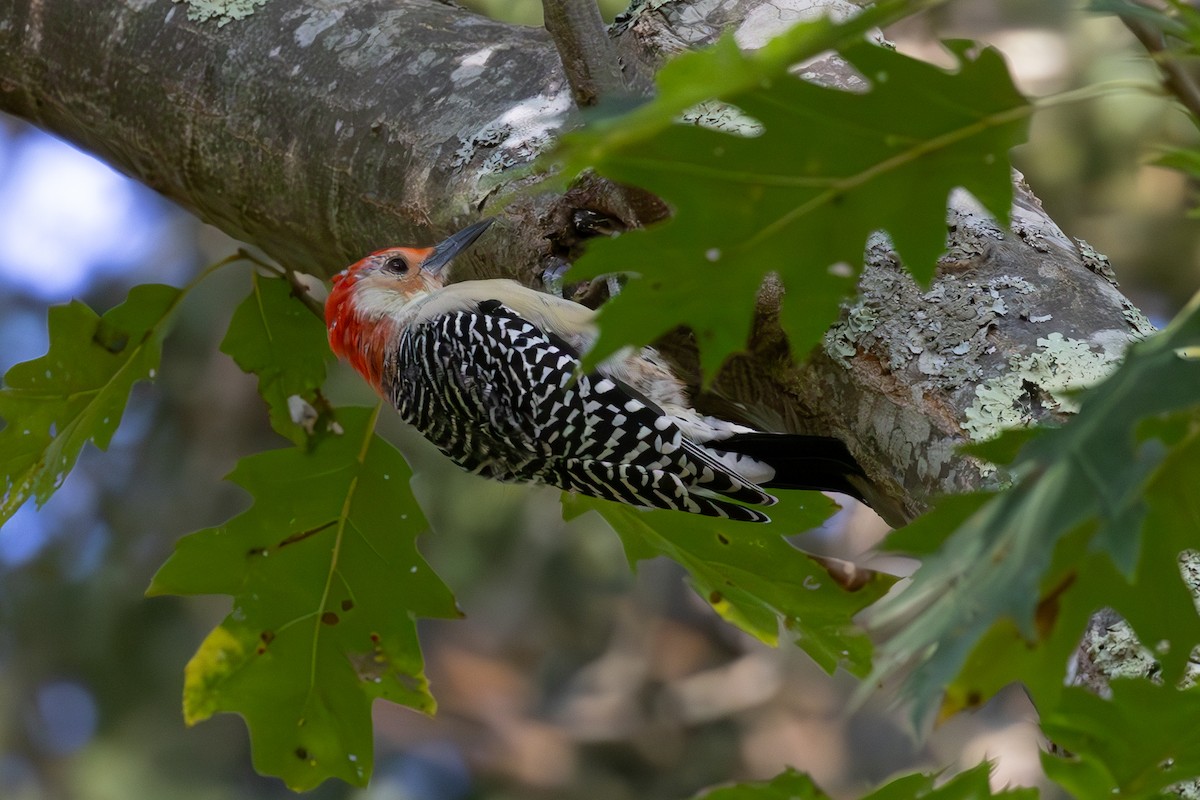 Red-bellied Woodpecker - ML624107414