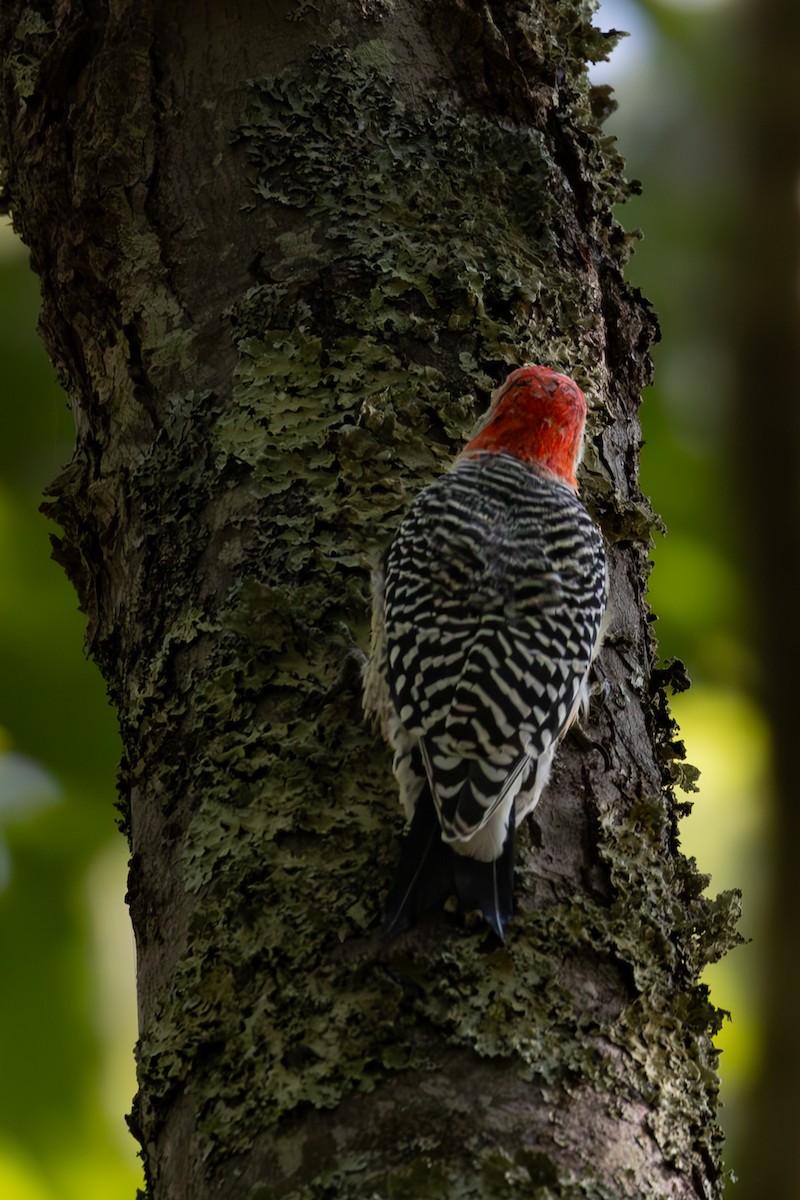 Red-bellied Woodpecker - ML624107416