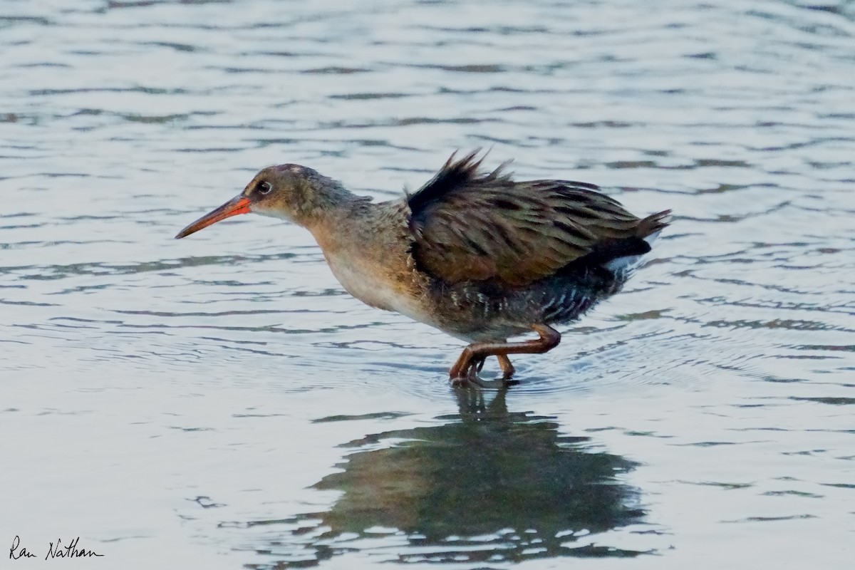 Ridgway's Rail - ML624107468