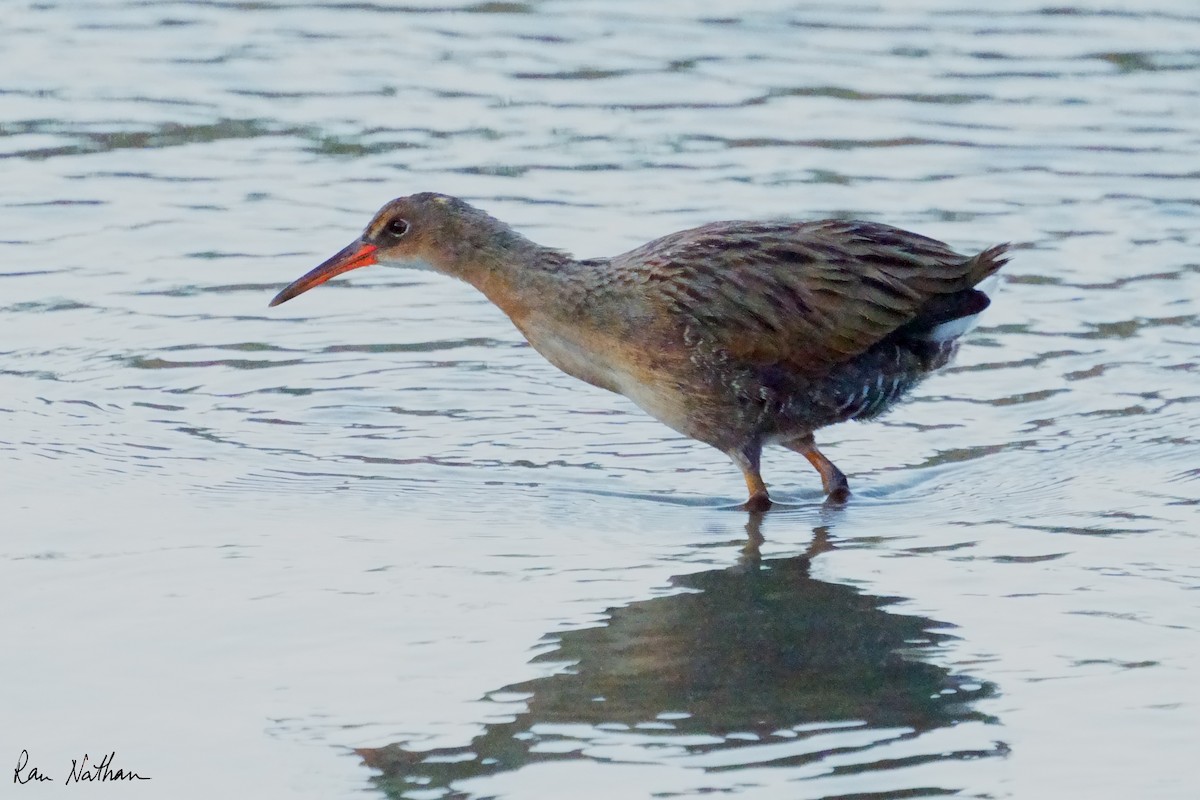 Ridgway's Rail - ML624107473