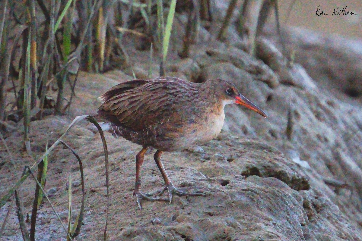 Ridgway's Rail - ML624107476