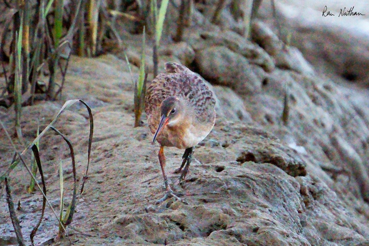 Ridgway's Rail - ML624107477