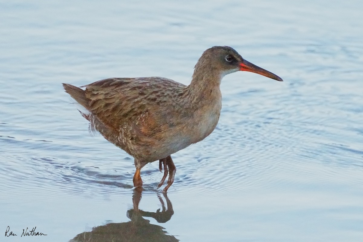 Ridgway's Rail - ML624107478