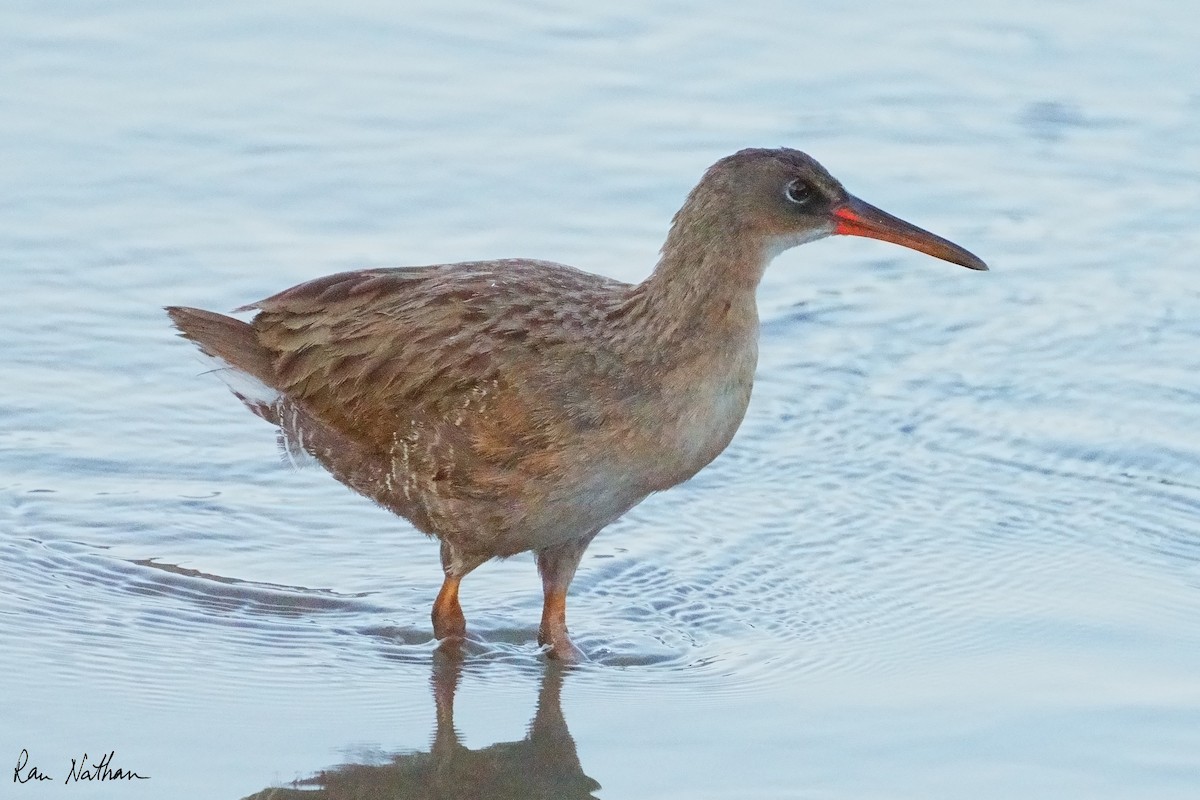 Ridgway's Rail - ML624107481