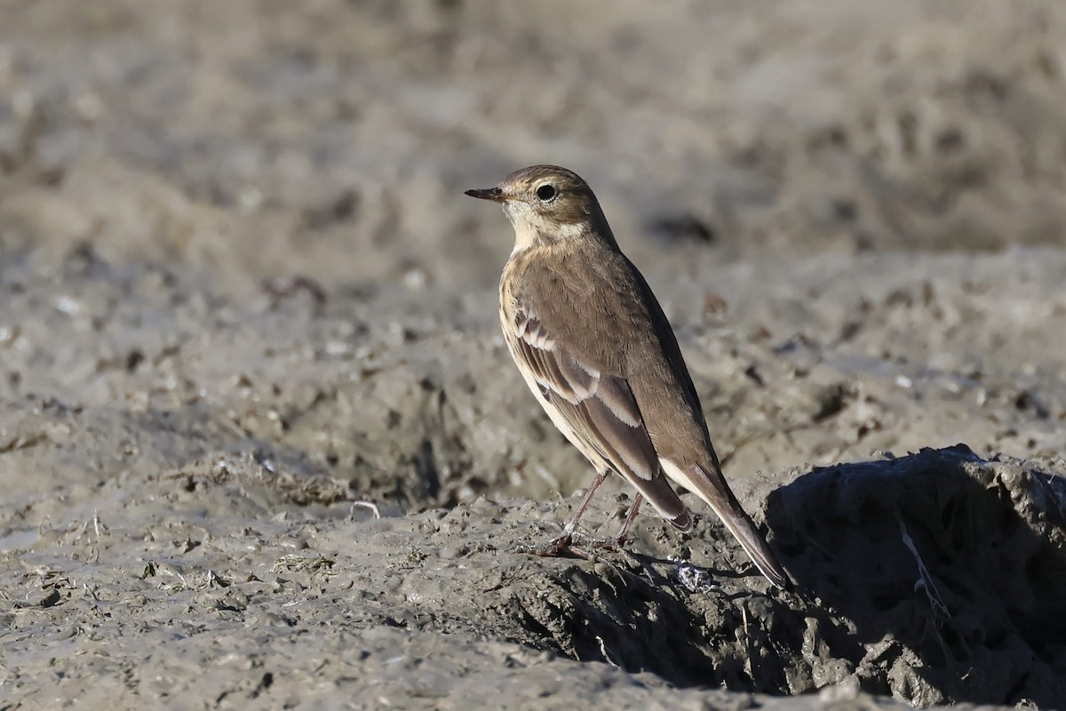 Pipit d'Amérique - ML624107503