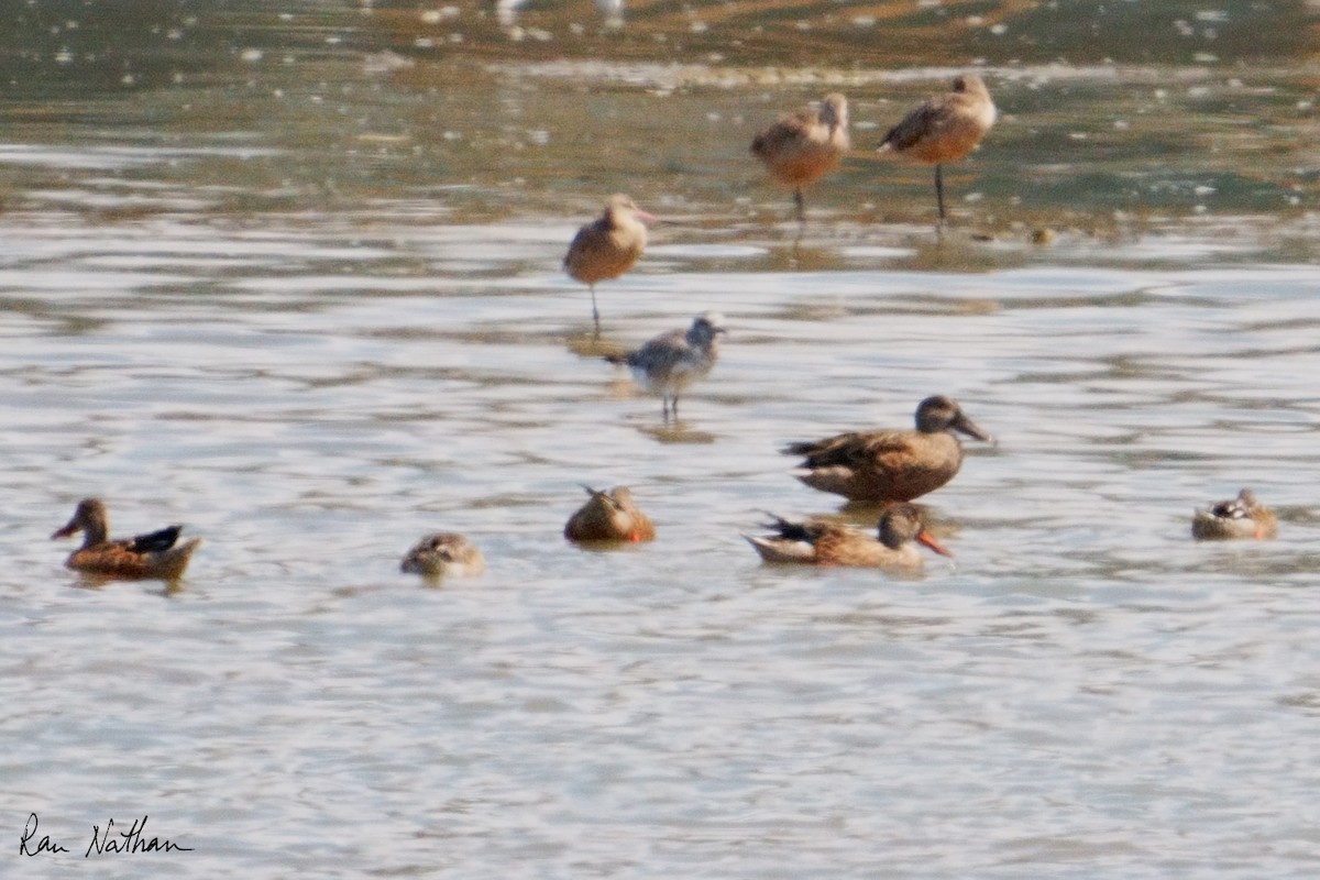 Northern Shoveler - ML624107507