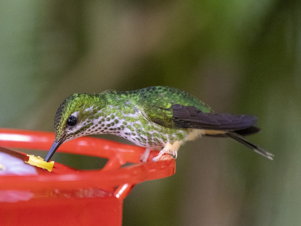 Many-spotted Hummingbird - ML624107511