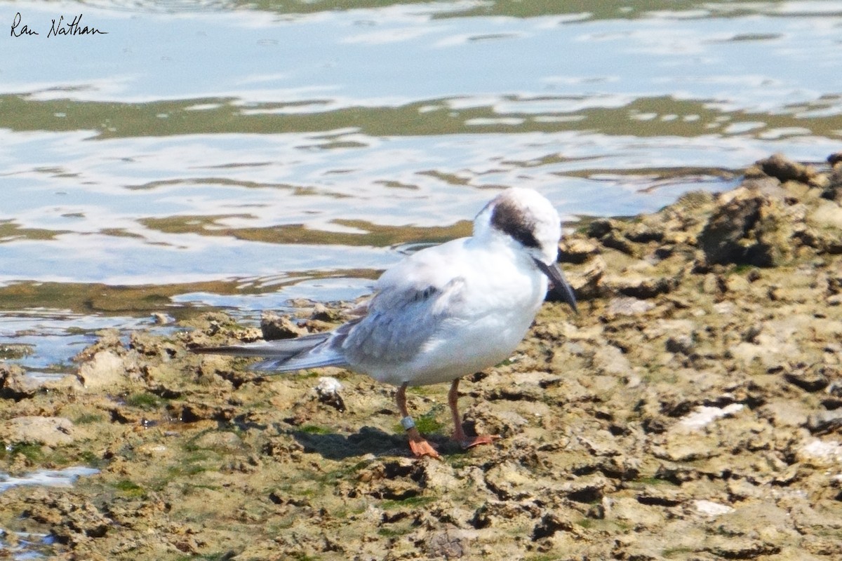 Forster's Tern - ML624107516