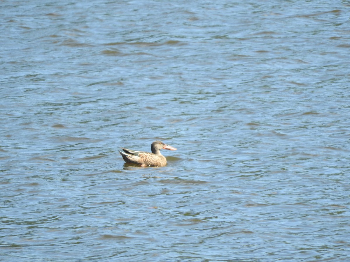 Northern Shoveler - ML624107565