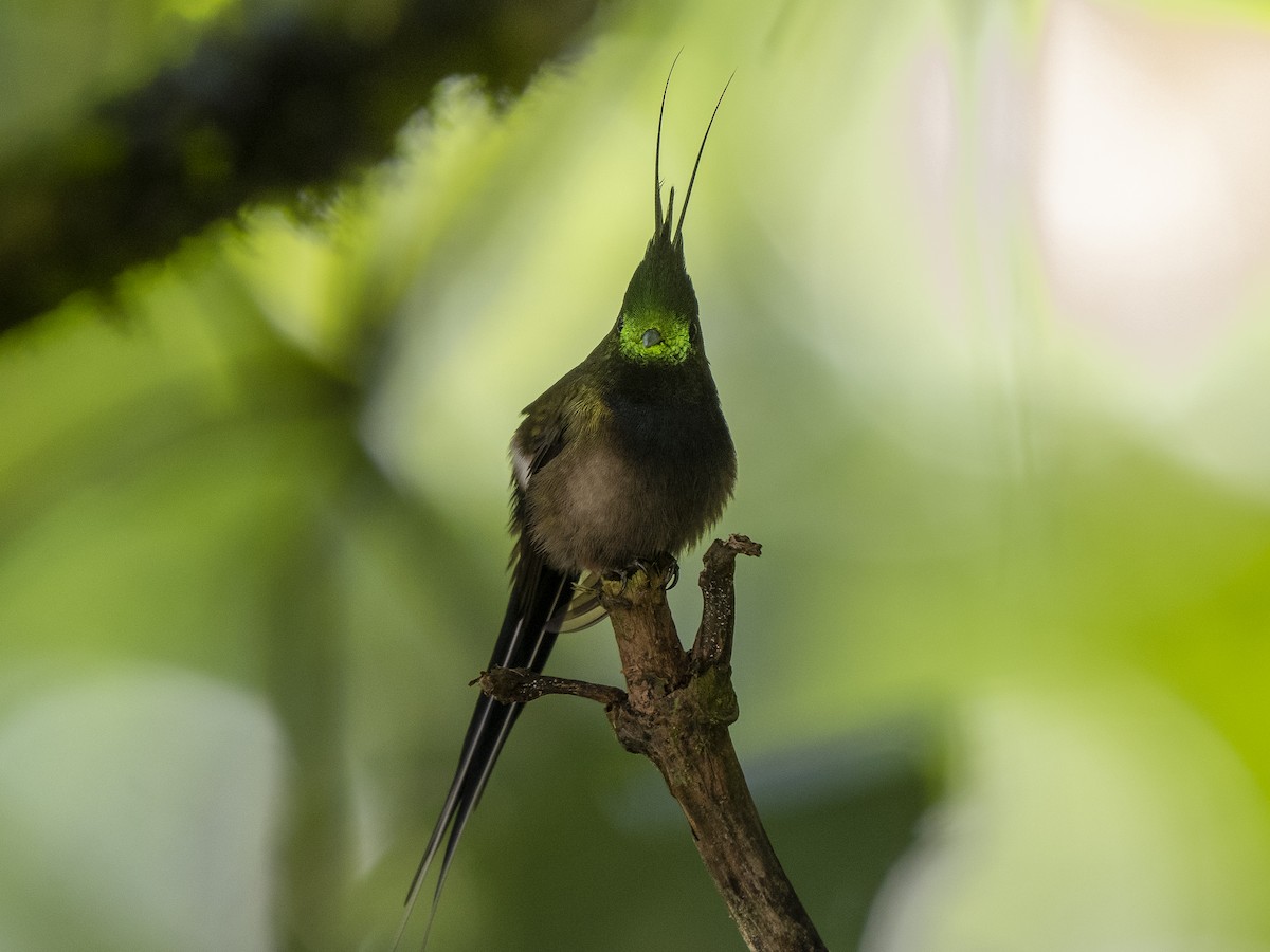 Wire-crested Thorntail - ML624107592