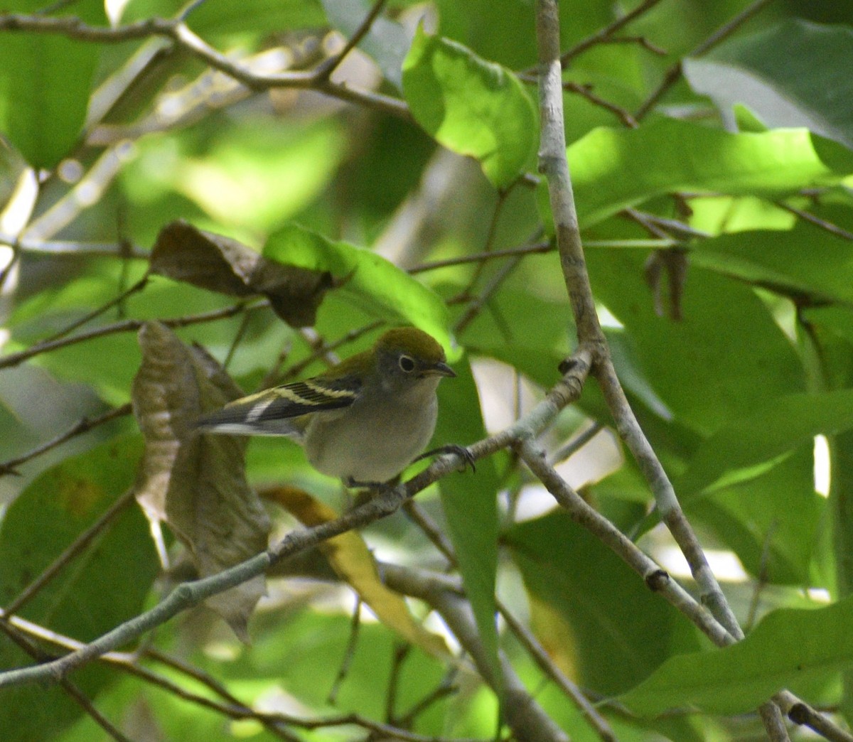 Chestnut-sided Warbler - ML624107636