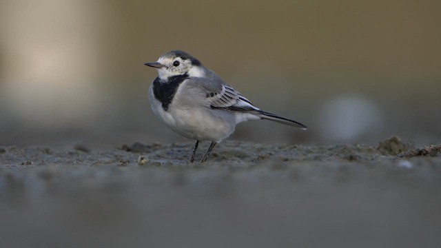 White Wagtail - ML624107649