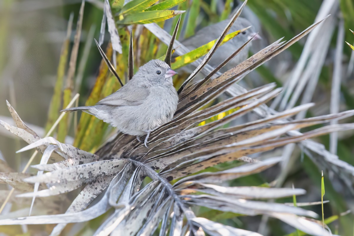 Brown Firefinch - Marco Valentini