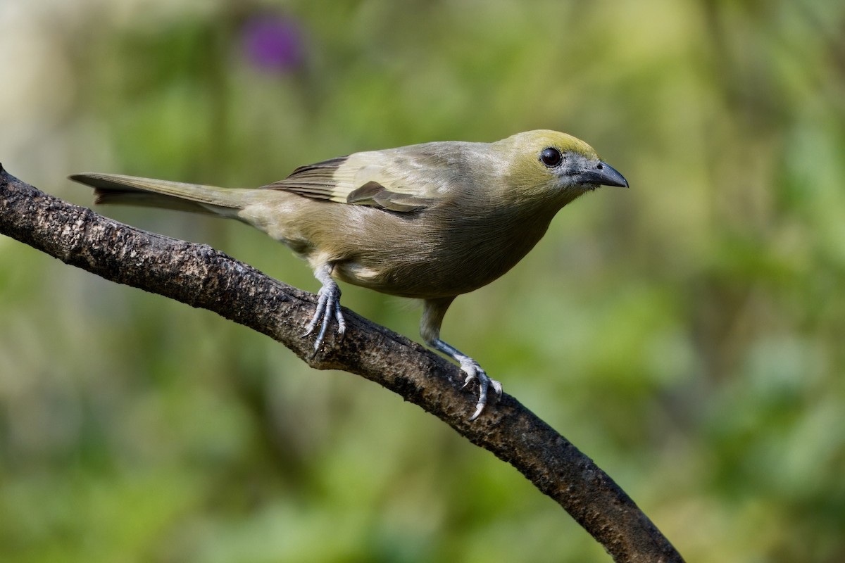 Palm Tanager - ML624107661