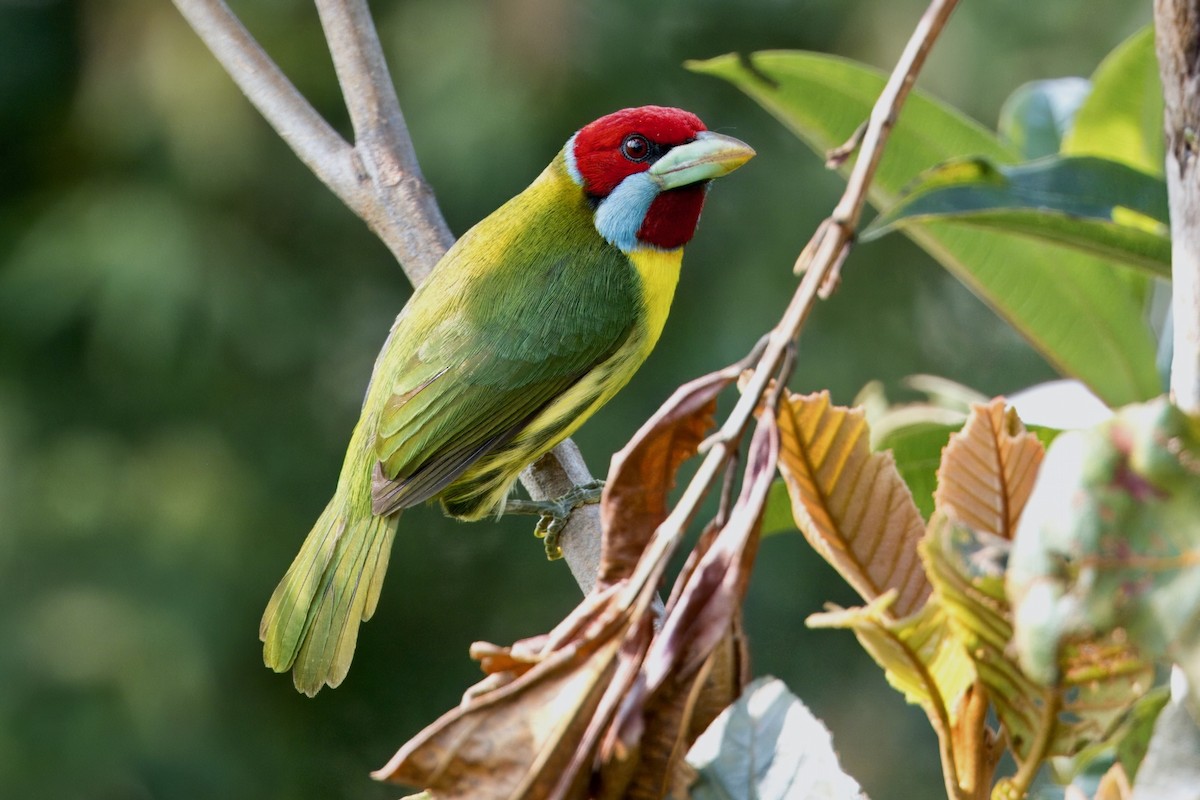 Çok Renkli Barbet - ML624107671