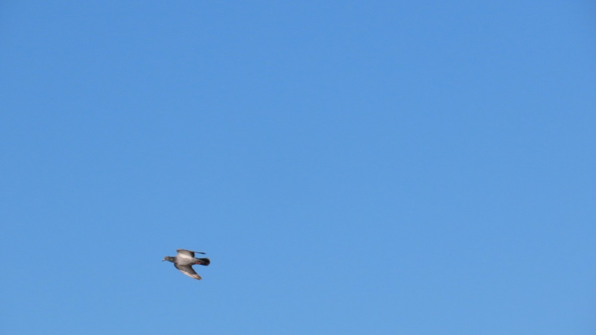 Rock Pigeon (Feral Pigeon) - ML624107702