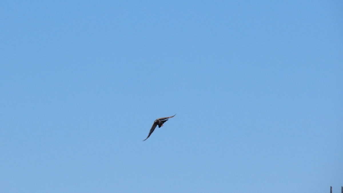 Rock Pigeon (Feral Pigeon) - ML624107703