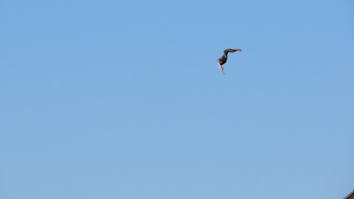 Rock Pigeon (Feral Pigeon) - ML624107704