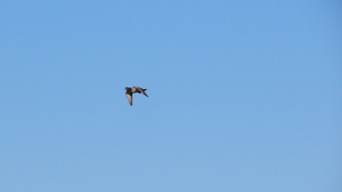 Rock Pigeon (Feral Pigeon) - ML624107708