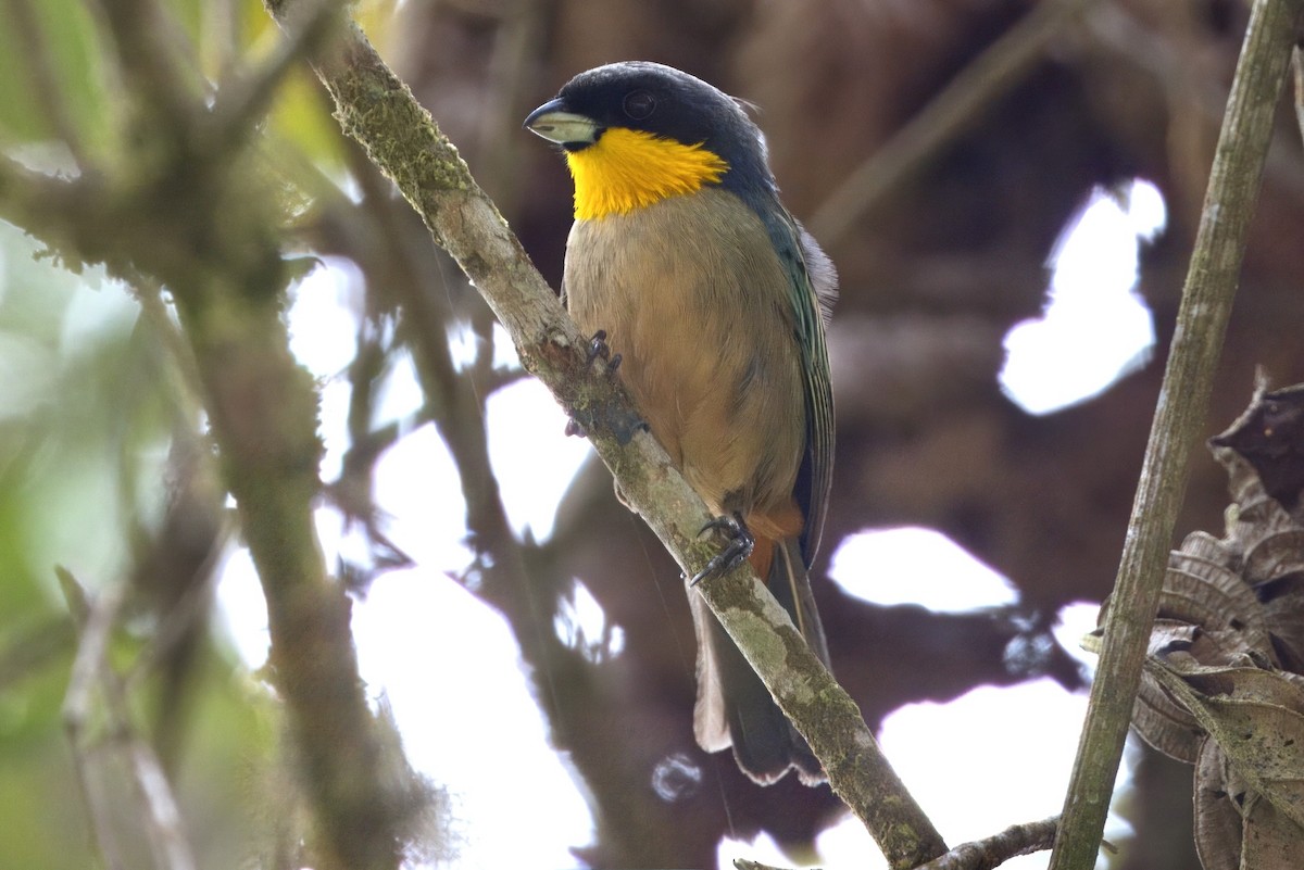 Yellow-throated Tanager - ML624107756