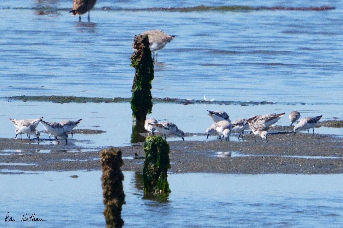 Sanderling - ML624107762