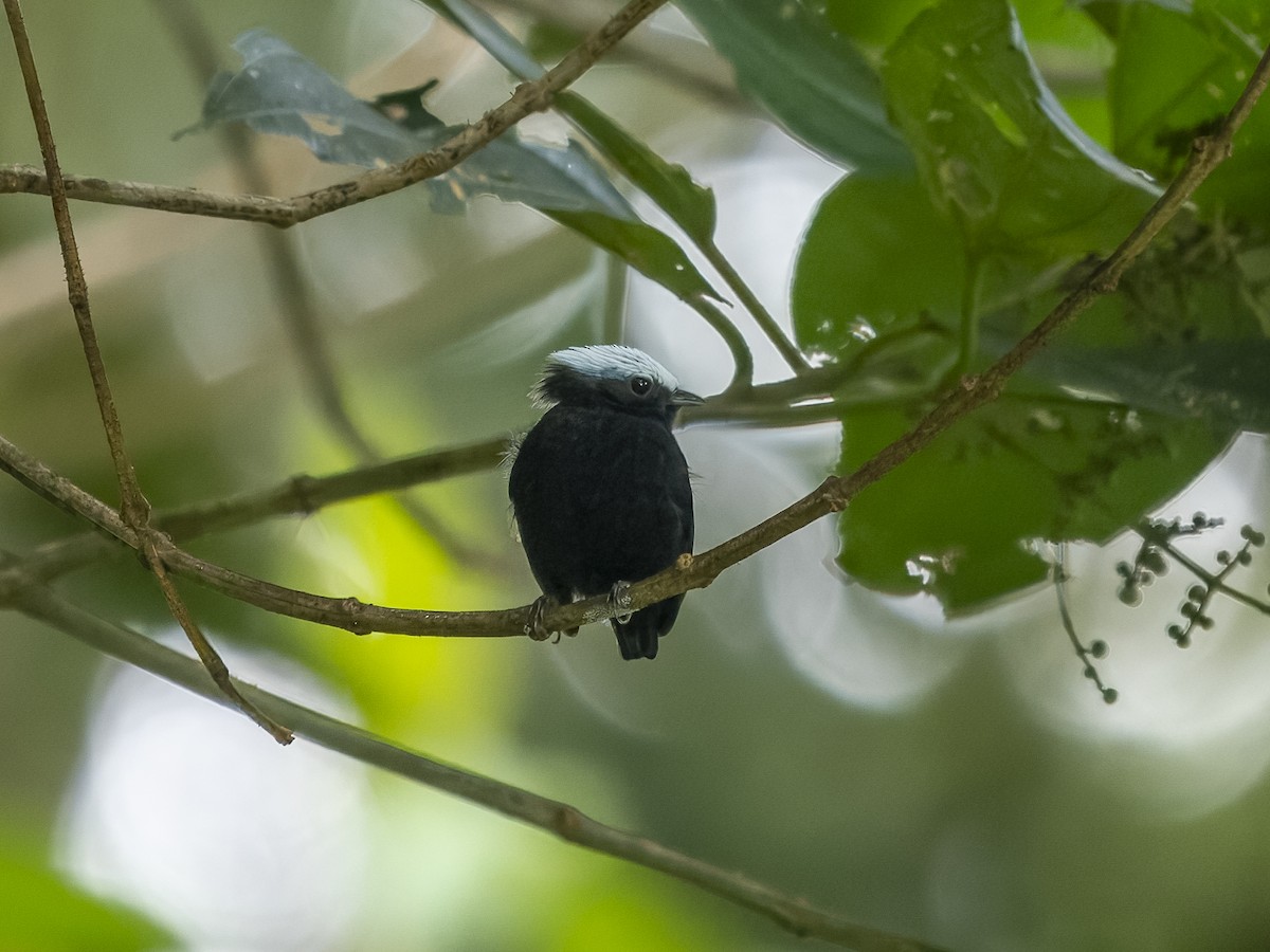 Blue-rumped Manakin - ML624107779