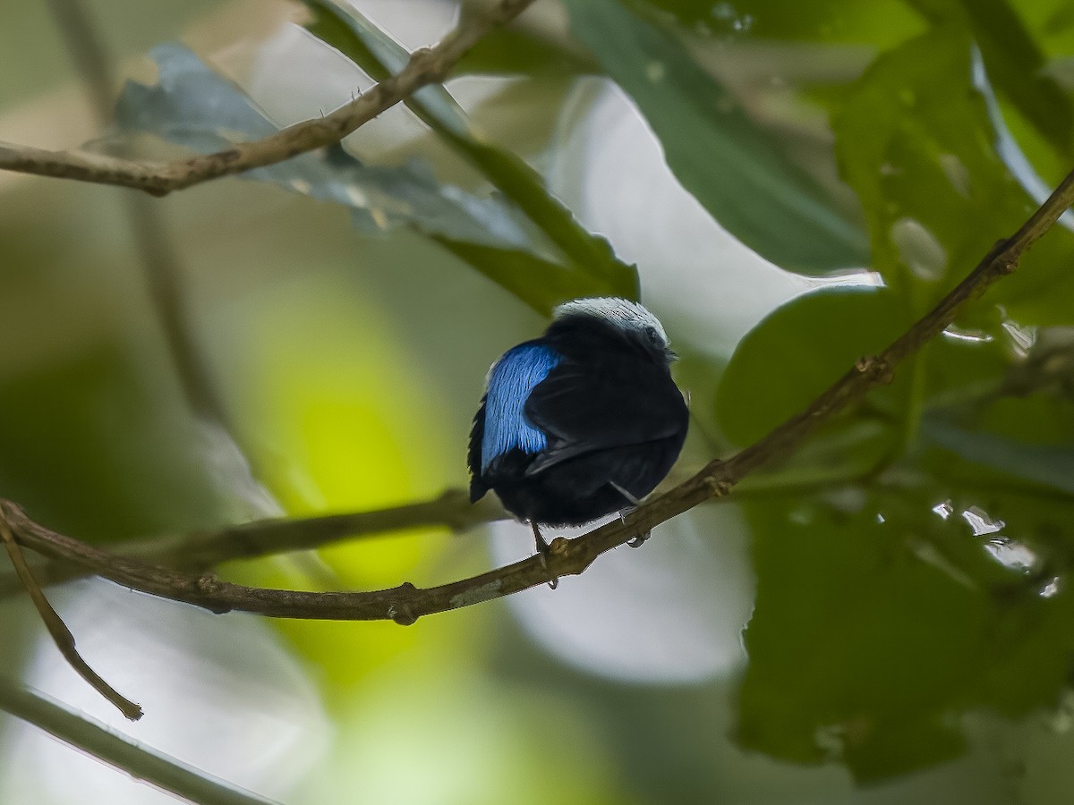 Blue-rumped Manakin - ML624107780