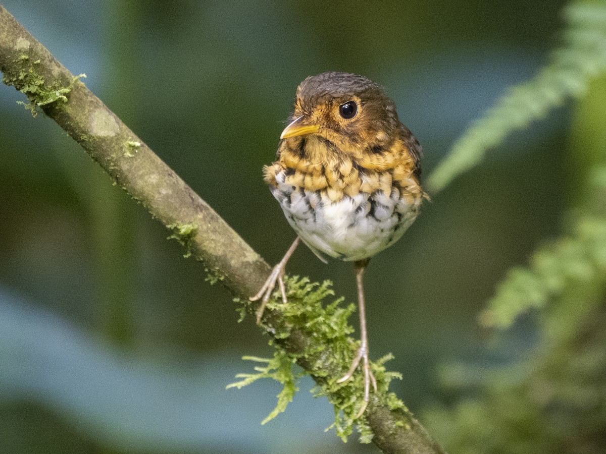 Ochre-breasted Antpitta - ML624107789