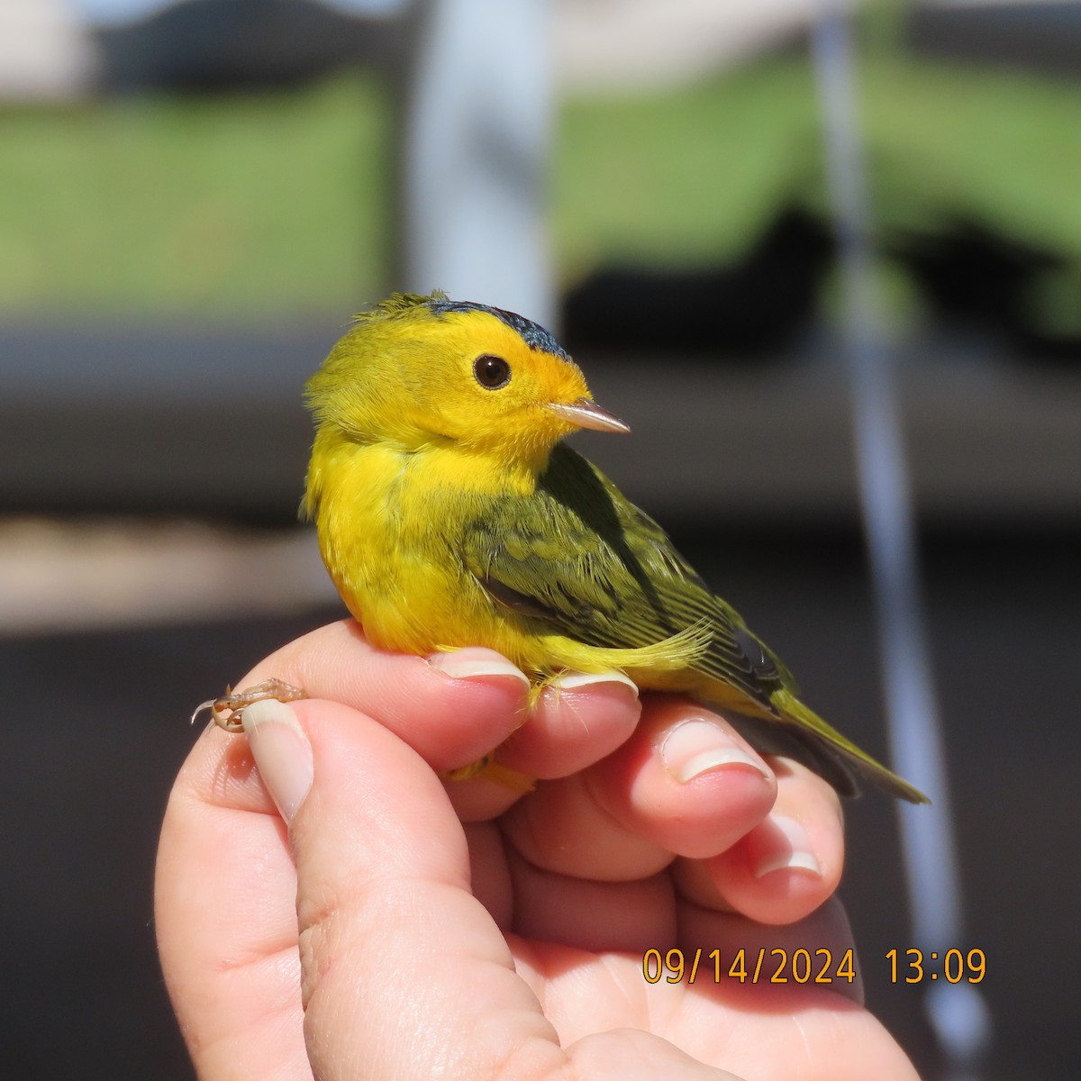 Wilson's Warbler - ML624107790