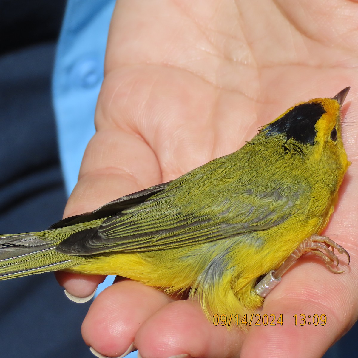 Wilson's Warbler - ML624107791