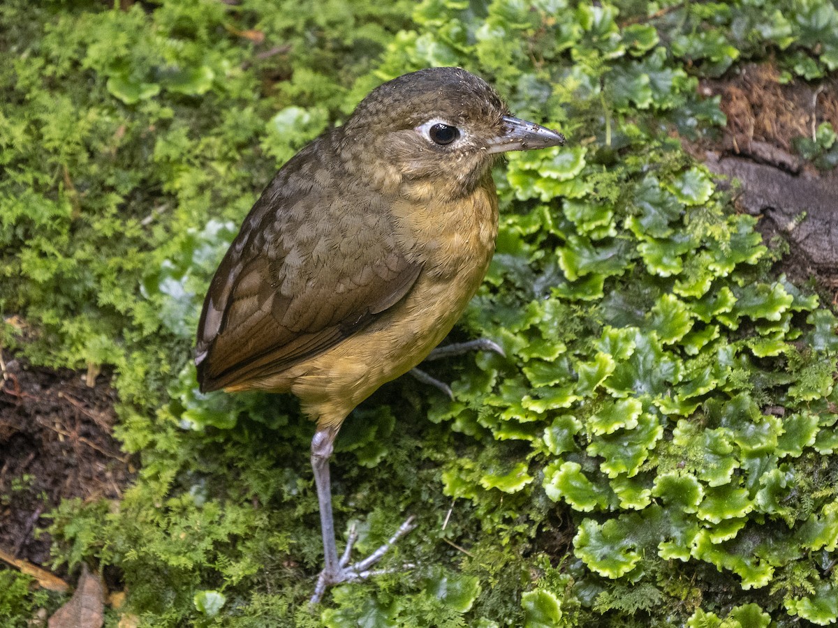 Plain-backed Antpitta - ML624107807