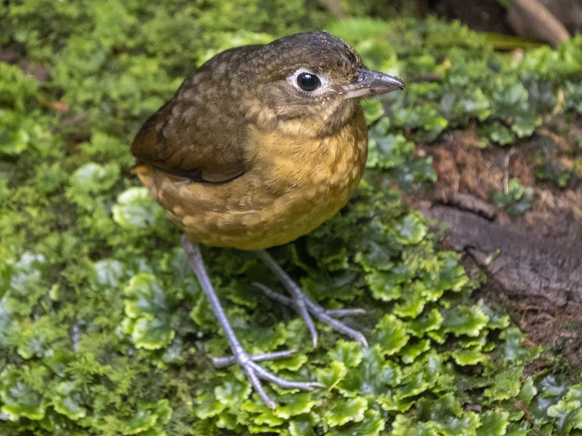 Plain-backed Antpitta - ML624107809