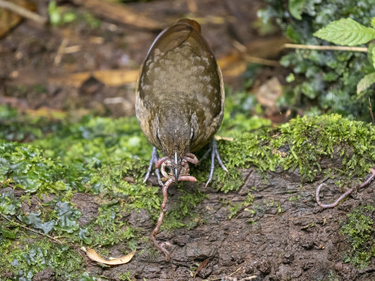 Plain-backed Antpitta - ML624107817