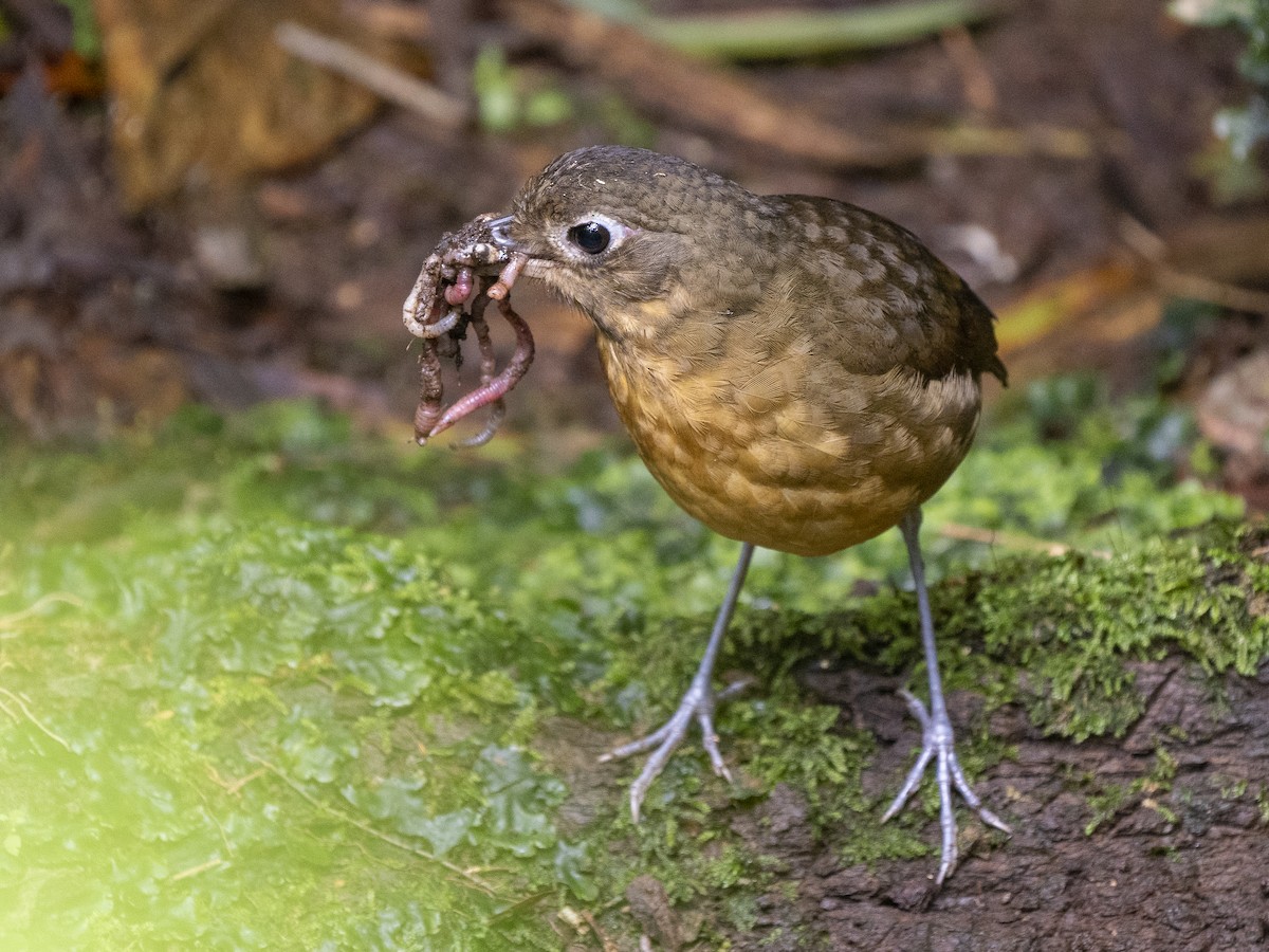 Plain-backed Antpitta - Steven Hunter