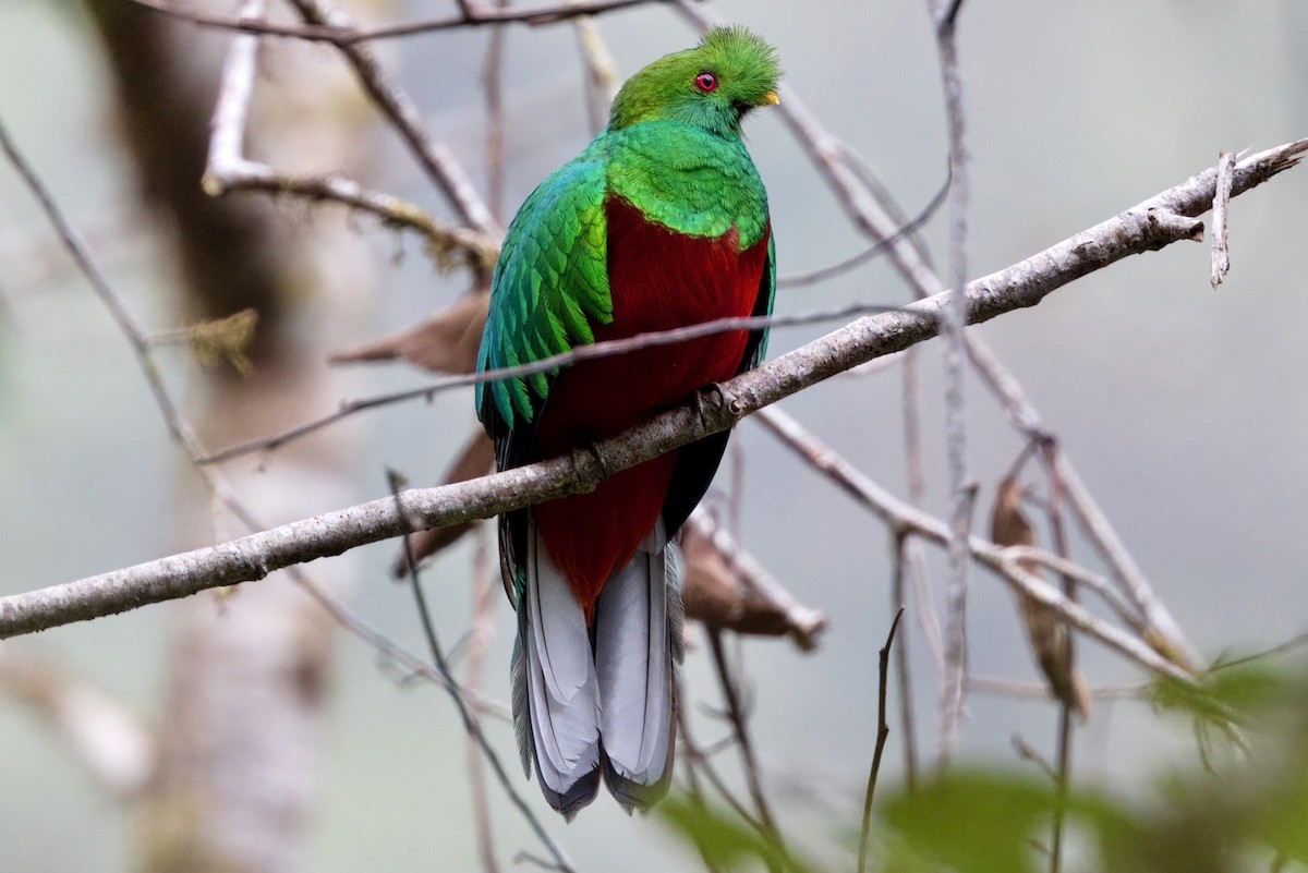 Quetzal antisien - ML624107819