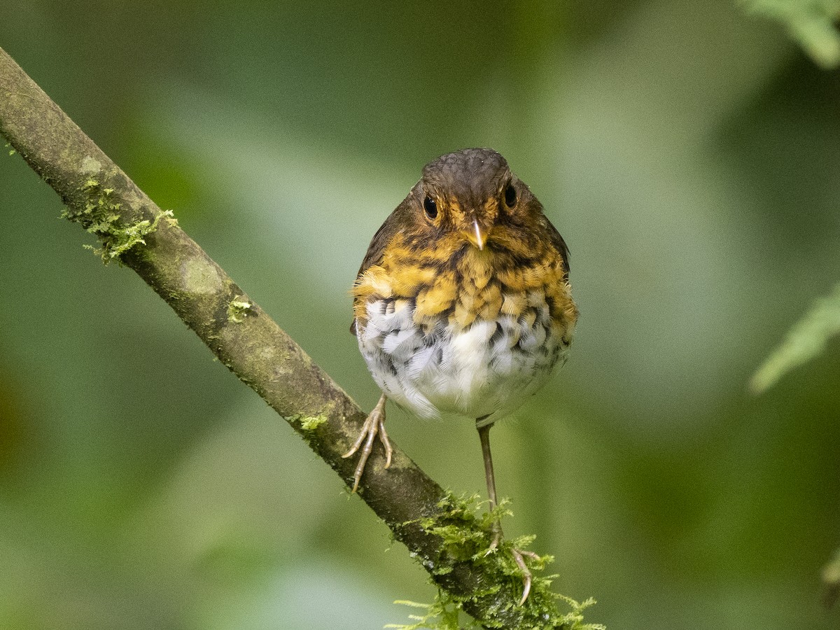 Ochre-breasted Antpitta - ML624107823