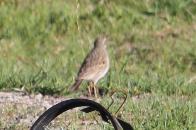 Australian Pipit - ML624107844