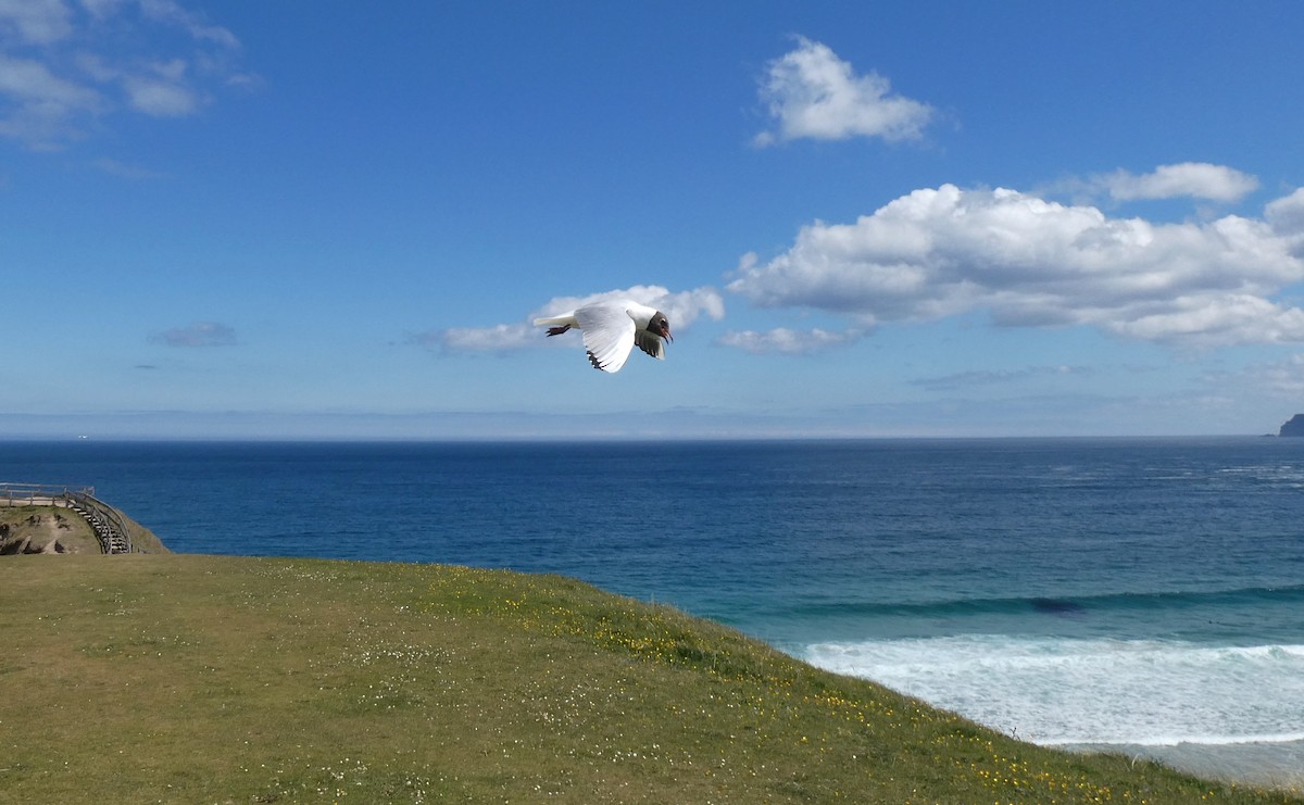 Black-headed Gull - ML624107914