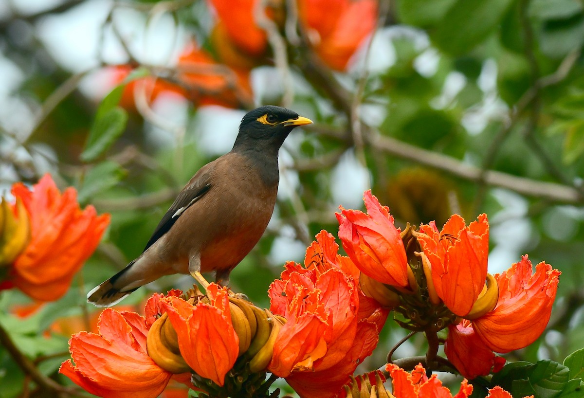 Common Myna - ML624107916