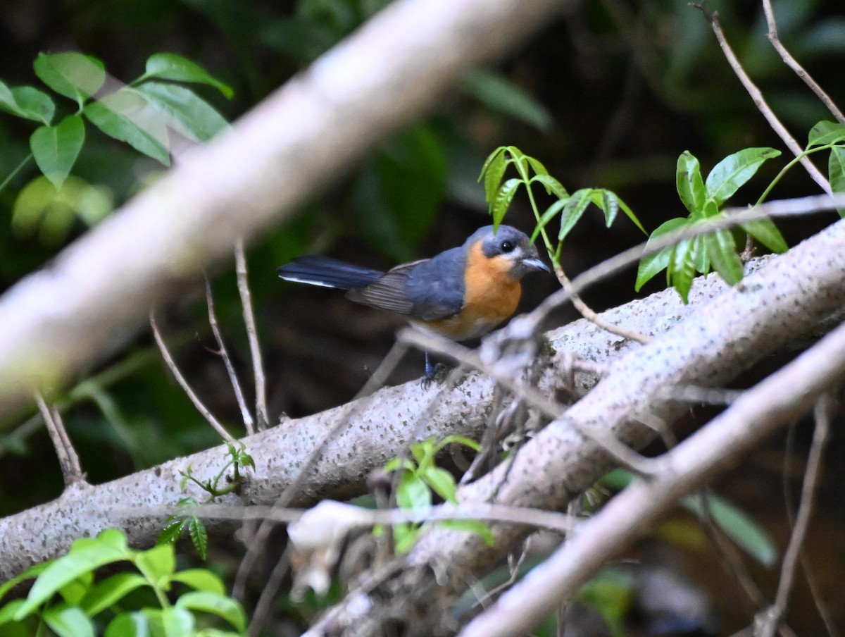 Spectacled Monarch - ML624107922