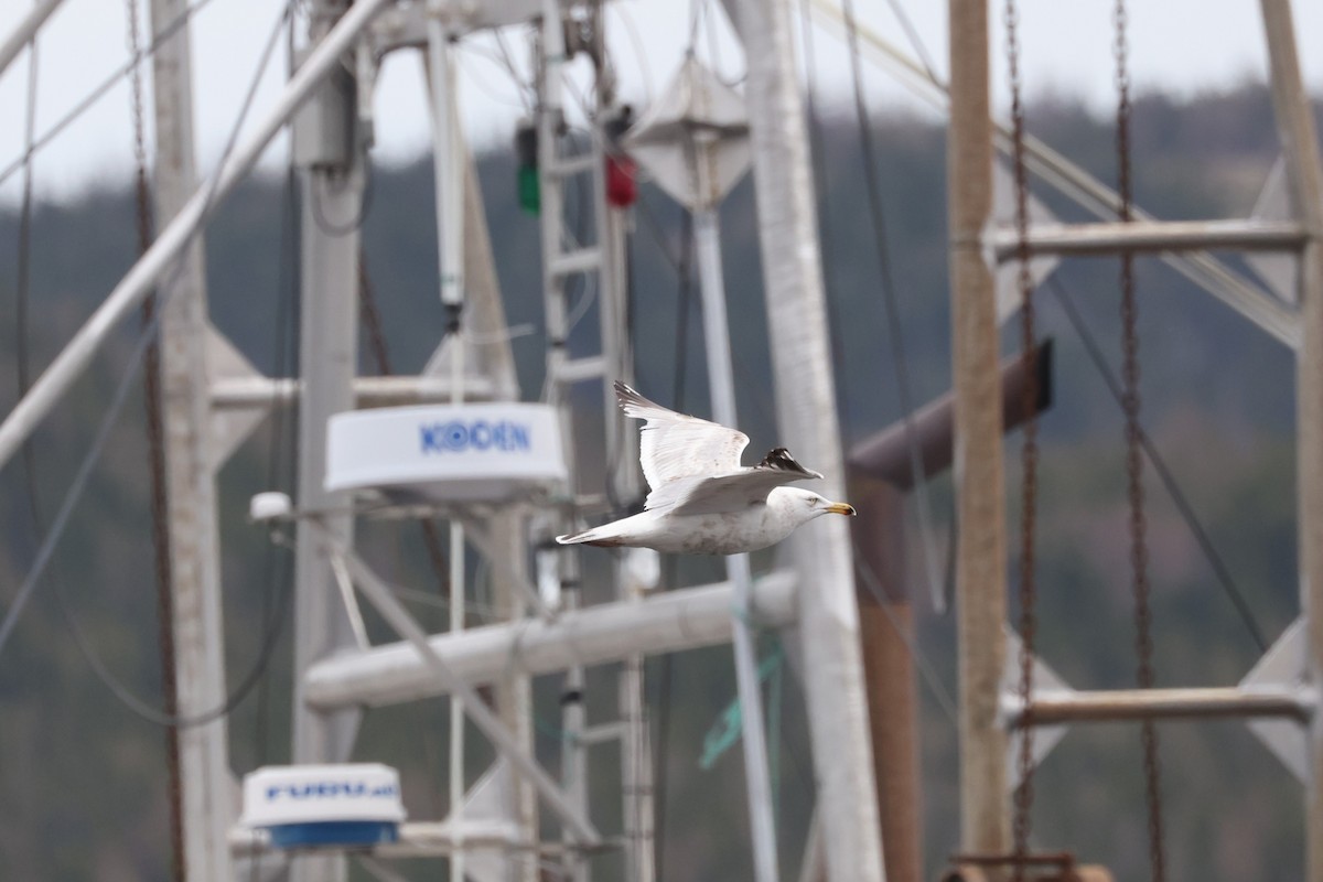 American Herring Gull - ML624107932